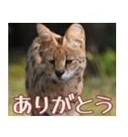 動物園の仲間たち(サーバル)（個別スタンプ：16）