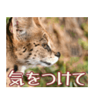 動物園の仲間たち(サーバル)（個別スタンプ：17）