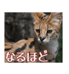 動物園の仲間たち(サーバル)（個別スタンプ：18）