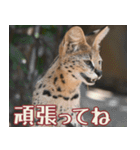 動物園の仲間たち(サーバル)（個別スタンプ：21）