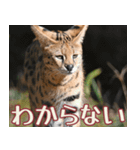 動物園の仲間たち(サーバル)（個別スタンプ：23）