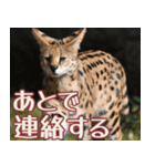 動物園の仲間たち(サーバル)（個別スタンプ：25）