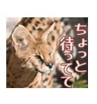 動物園の仲間たち(サーバル)（個別スタンプ：26）