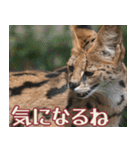 動物園の仲間たち(サーバル)（個別スタンプ：28）