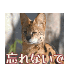 動物園の仲間たち(サーバル)（個別スタンプ：29）