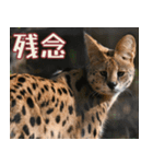 動物園の仲間たち(サーバル)（個別スタンプ：30）