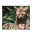 動物園の仲間たち(サーバル)（個別スタンプ：32）