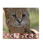 動物園の仲間たち(サーバル)（個別スタンプ：33）