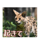 動物園の仲間たち(サーバル)（個別スタンプ：34）