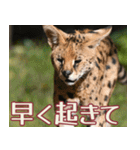 動物園の仲間たち(サーバル)（個別スタンプ：35）