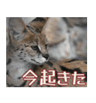 動物園の仲間たち(サーバル)（個別スタンプ：36）