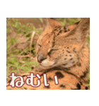 動物園の仲間たち(サーバル)（個別スタンプ：37）