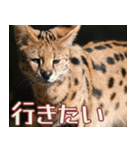 動物園の仲間たち(サーバル)（個別スタンプ：38）