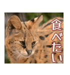 動物園の仲間たち(サーバル)（個別スタンプ：39）