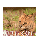 動物園の仲間たち(サーバル)（個別スタンプ：40）