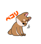 シバイヌ小鉄の日常スタンプ Vol.2（個別スタンプ：15）
