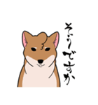 シバイヌ小鉄の日常スタンプ Vol.2（個別スタンプ：23）