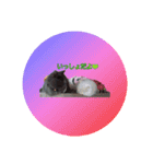 天使之晴明くんと千早ちゃん-日常スタンプ-（個別スタンプ：5）