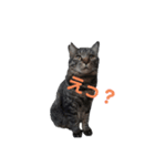 猫の心情スタンプcat（個別スタンプ：1）