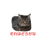 猫の心情スタンプcat（個別スタンプ：2）