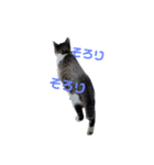 猫の心情スタンプcat（個別スタンプ：3）