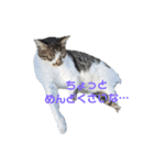 猫の心情スタンプcat（個別スタンプ：4）