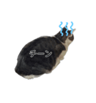 猫の心情スタンプcat（個別スタンプ：5）