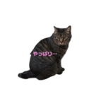 猫の心情スタンプcat（個別スタンプ：6）