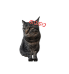 猫の心情スタンプcat（個別スタンプ：7）