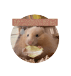 へちゃむくれのハムちゃん（個別スタンプ：1）