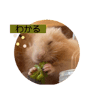 へちゃむくれのハムちゃん（個別スタンプ：2）