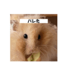 へちゃむくれのハムちゃん（個別スタンプ：4）