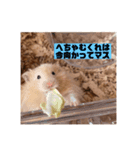 へちゃむくれのハムちゃん（個別スタンプ：8）