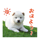 白柴はーたん（個別スタンプ：1）