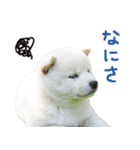 白柴はーたん（個別スタンプ：2）