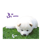 白柴はーたん（個別スタンプ：3）