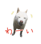 白柴はーたん（個別スタンプ：5）