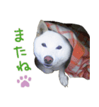白柴はーたん（個別スタンプ：6）