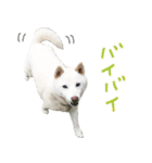 白柴はーたん（個別スタンプ：7）