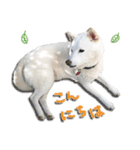 白柴はーたん（個別スタンプ：8）