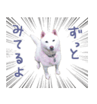 白柴はーたん（個別スタンプ：9）