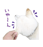 白柴はーたん（個別スタンプ：10）