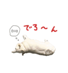 白柴はーたん（個別スタンプ：11）