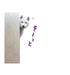 白柴はーたん（個別スタンプ：13）
