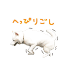 白柴はーたん（個別スタンプ：14）