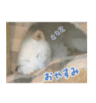 白柴はーたん（個別スタンプ：15）