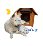 白柴はーたん（個別スタンプ：16）