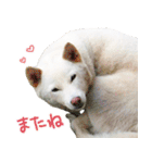 白柴はーたん（個別スタンプ：19）