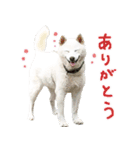 白柴はーたん（個別スタンプ：21）