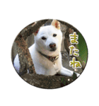 白柴はーたん（個別スタンプ：22）